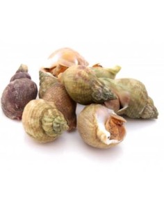 BULOT CONGELE 1KG