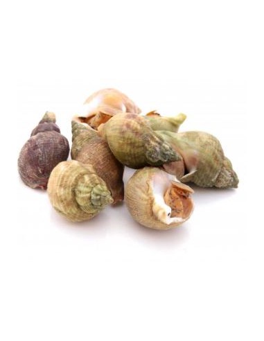 BULOT CONGELE 1KG