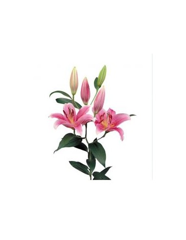 BULBE DE LYS FRAIS 1KG
