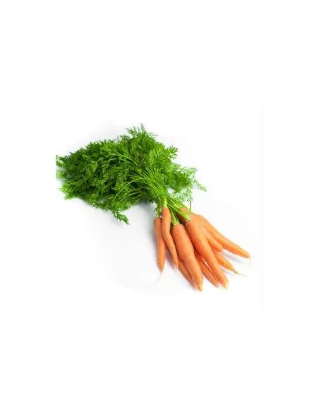 CAROTTE AVEC FEUILLE LA BOTTE (ORIG. FRANCE)