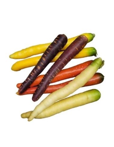 CAROTTE COULEUR MELANGE 1KG (FRANCE)