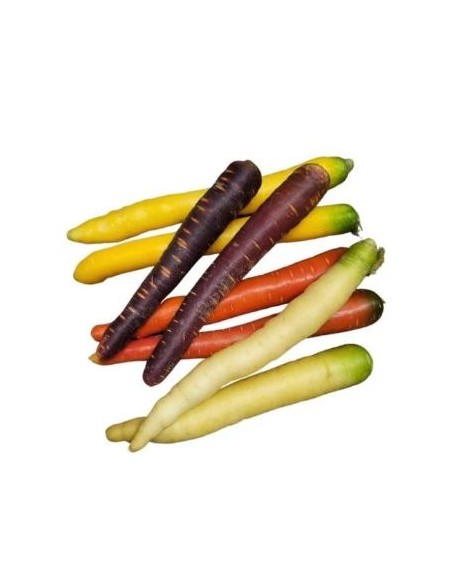 CAROTTE COULEUR MELANGE 1KG (FRANCE)
