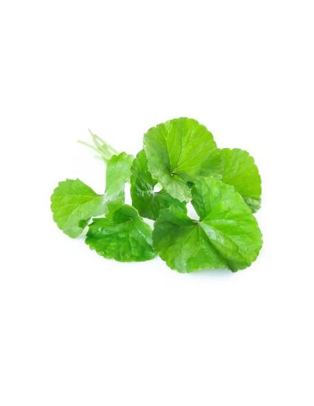 CENTELLA-RAU MA 100G