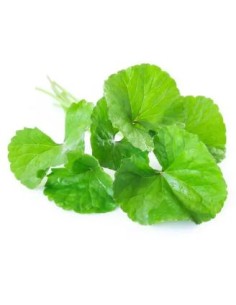 CENTELLE RAU MA LE SACHET 100G (ORIG.LAOS)