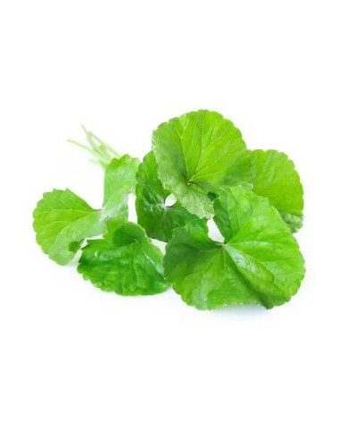 CENTELLE RAU MA LE SACHET 100G (ORIG.LAOS)