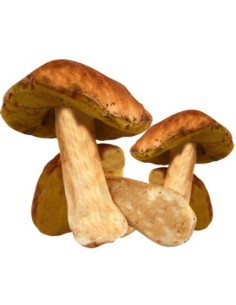 CHAMPIGNON CEPE CATI LE KILO (ORIG. FRANCE)