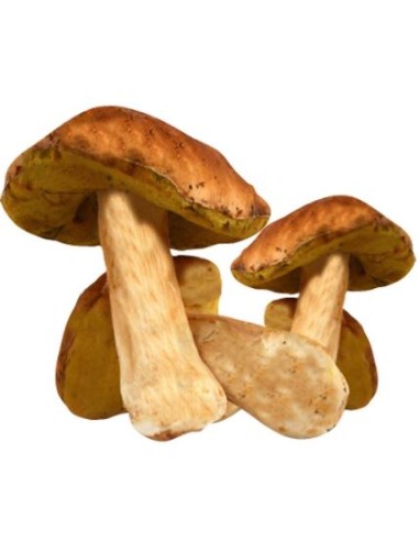 CHAMPIGNON CEPE CATI LE KILO (ORIG. FRANCE)
