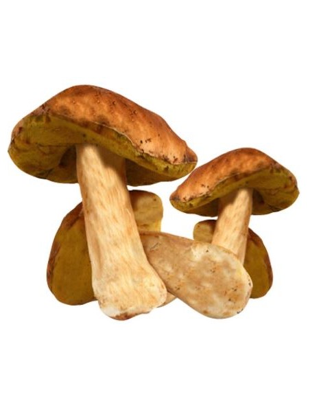 CHAMPIGNON CEPE CATI LE KILO (ORIG. FRANCE)