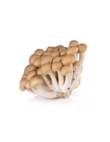 CHAMPIGNON BROWN SHIMEJI 150G