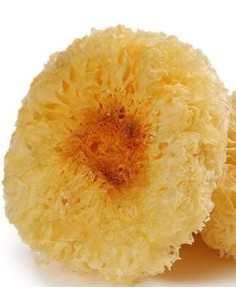 CHAMPIGNON BLANC SECHE GOLDEN LILY FUNGUS 100G