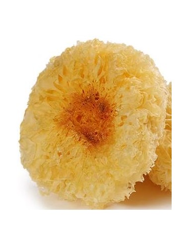 CHAMPIGNON BLANC SECHE GOLDEN LILY FUNGUS 100G