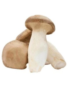 CHAMPIGNON OYSTER FRAIS LE KILO (ORIG.CHINE)