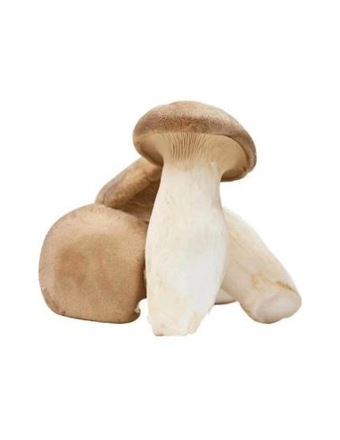 CHAMPIGNON OYSTER FRAIS LE KILO (ORIG.CHINE)