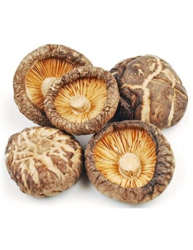 CHAMPIGNON PARFUME TAILLE M D.PANDA 1KG*5/CT