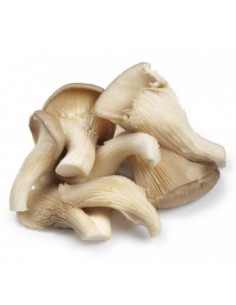 CHAMPIGNON PLEUROTE CAT1 LE KILO (ORIG.FRANCE)