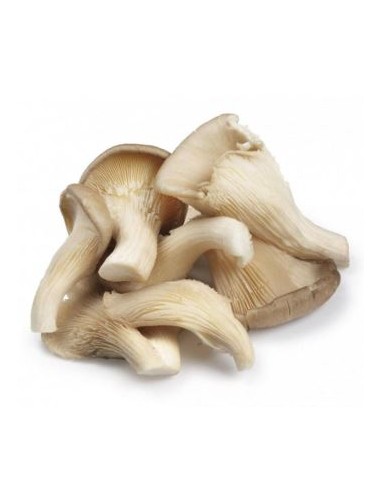 CHAMPIGNON PLEUROTE CAT1 LE KILO (ORIG.FRANCE)