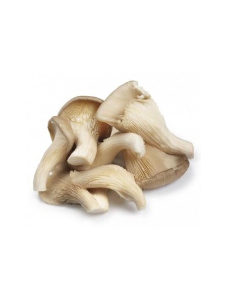 CHAMPIGNON PLEUROTE CAT1 LE KILO (ORIG.FRANCE)