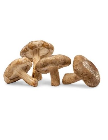 CHAMPIGNON SHIITAKE CAT1 LE KILO (ORIG.CHINE)