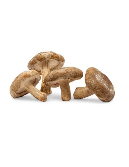 CHAMPIGNON SHIITAKE FRAIS 250G (ORIG.CHINE)