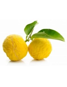 CITRON YUZU 1KG