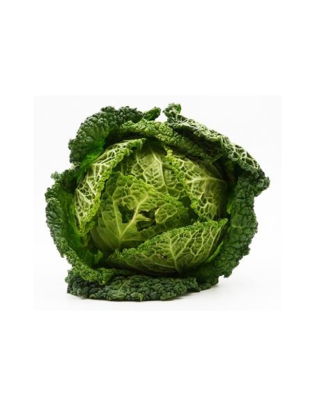 CHOU FRISE ESPAGNE 1 PIECE