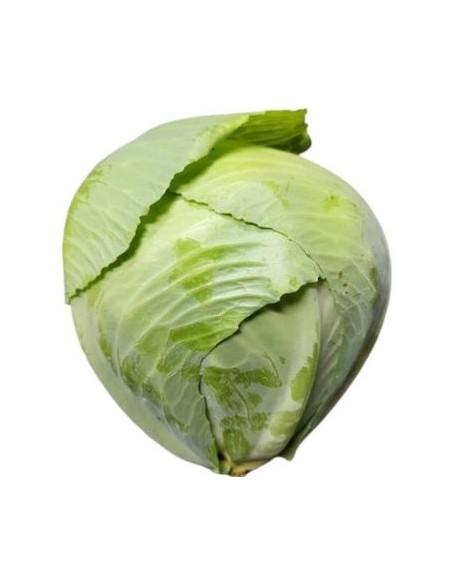 CHOUX VERT TALEB CAT1 1PIECE (FRANCE)