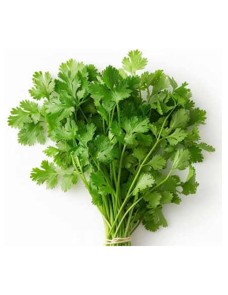 CORIANDRE LA BOTTE (ORIG.FRANCE)