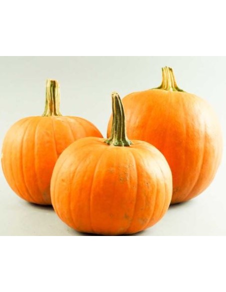 COURGE HALLOWEN FR 1 PIECE