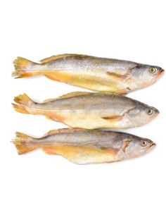 COURBINE 500/800 10KG/CT