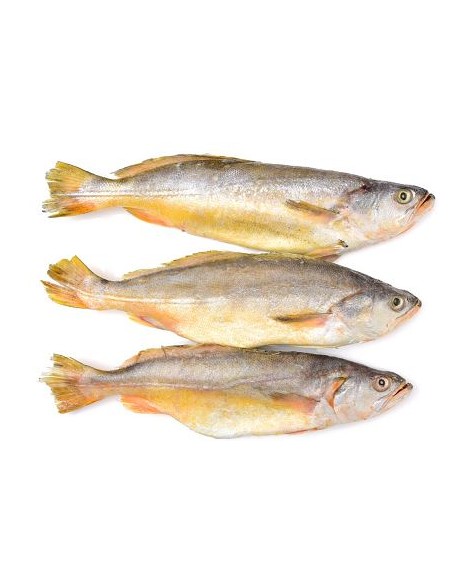 COURBINE 500/800 10KG/CT