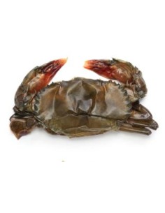 CRABE MUE EXOSTAR 500G