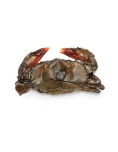 CRABE MUE EXOSTAR 500G
