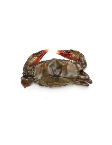 CRABE MUE EXOSTAR 500G