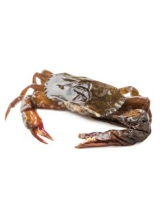 CRABE MUE THAI SIZE 90/120 EXOSTAR 1KG
