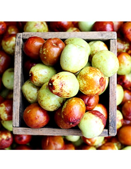 JUJUBE FRAIS 500G (ORIG.CHINE)