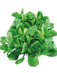 SALADE MACHE 1 BOITE