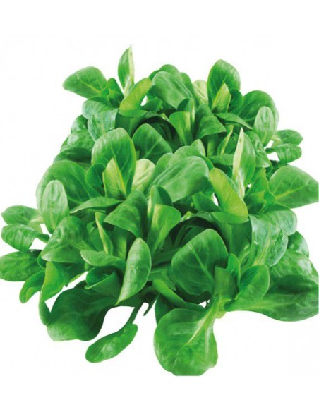 SALADE MACHE 1 BOITE