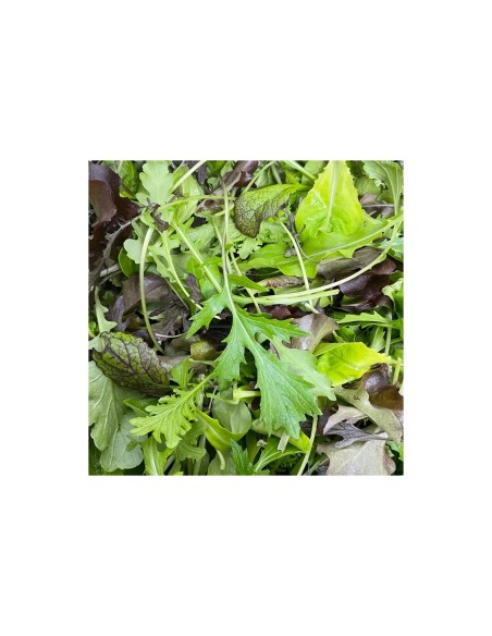 SALADE MESCLUM 1 SACHET 125G