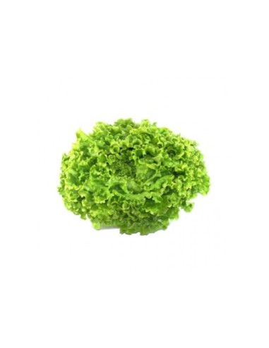SALADE BATAVIA LA PIECE (ORIG.FRANCE)
