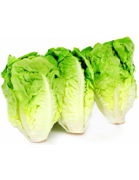 SALADE SUCRINE LA BARQUETTE (ORIG.FRANCE)