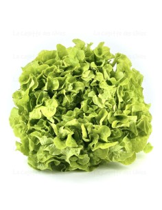 SALADE CHENE LA PIECE (ORIG.FRANCE)
