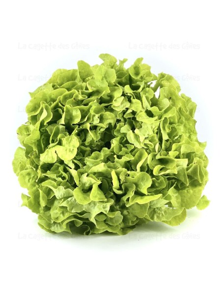 SALADE CHENE LA PIECE (ORIG.FRANCE)