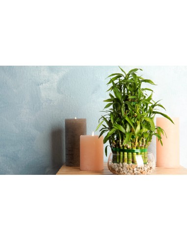 POT BAMBOU NEW THAI