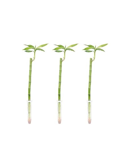 LUCKY BAMBOU DROITE 1 TIGE