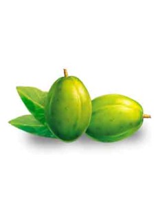 PRUNE DE CYTHERE VERT - COC XANH 1BARQ