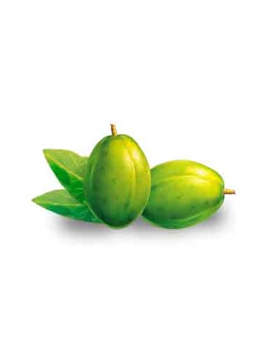 PRUNE DE CYTHERE VERT - COC XANH 1BARQ