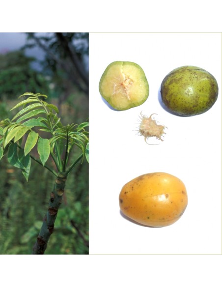 PRUNE DE CYTHERE JAUNE- COC LE KILO (ORIG.LAOS)