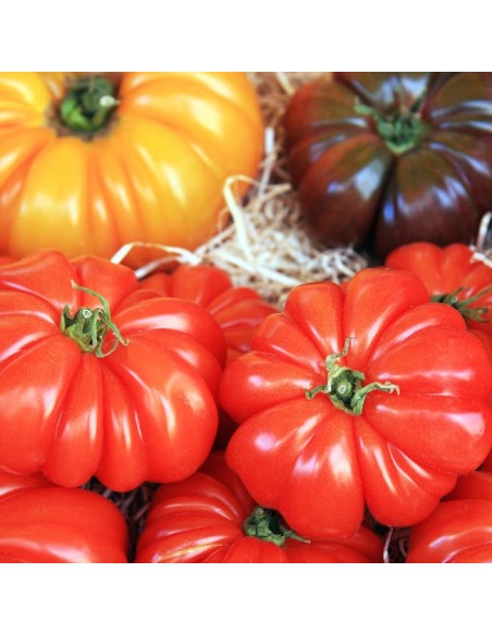 TOMATE MARMANDE 1KG