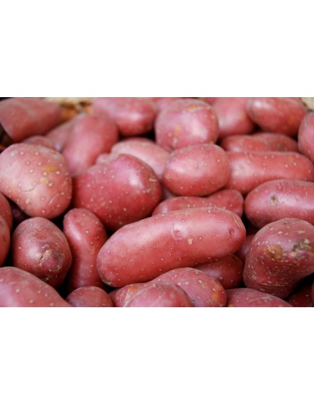 POMME DE TERRE ROSE CAT1 1KG