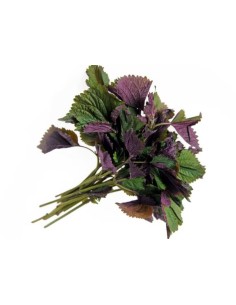 RAU TIA TO EN BOTTE (ORIG.LAOS)